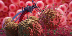 الملاريا فيروس ام بكتيريا | تعرف كيف يحدث مرض الملاريا وأعراض الملاريا
