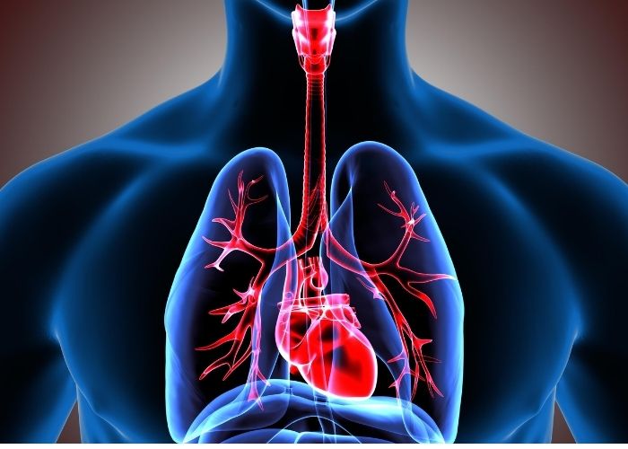 فوائد البصل للجهاز التنفسي